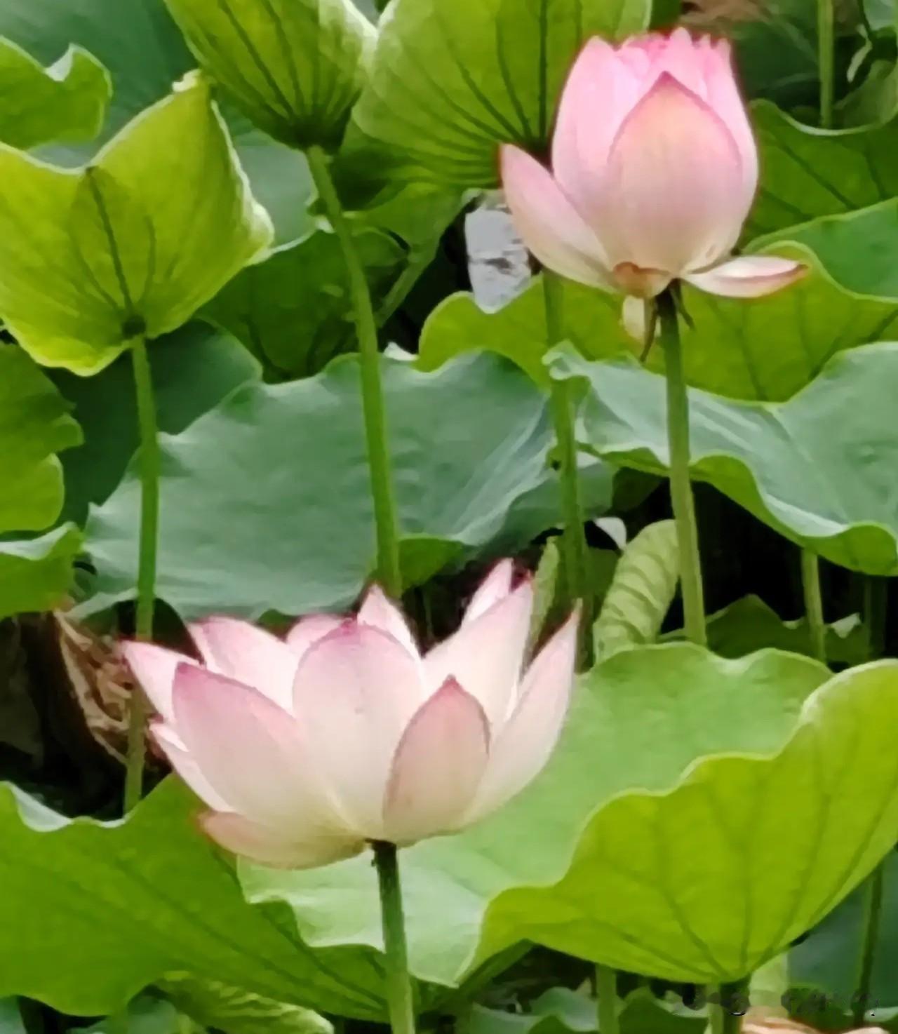 骤雨初收净碧塘，翠盘承露泛微光。
柔苞暗敛三分韵，细浪轻摇十里香。
风淡淡，影长