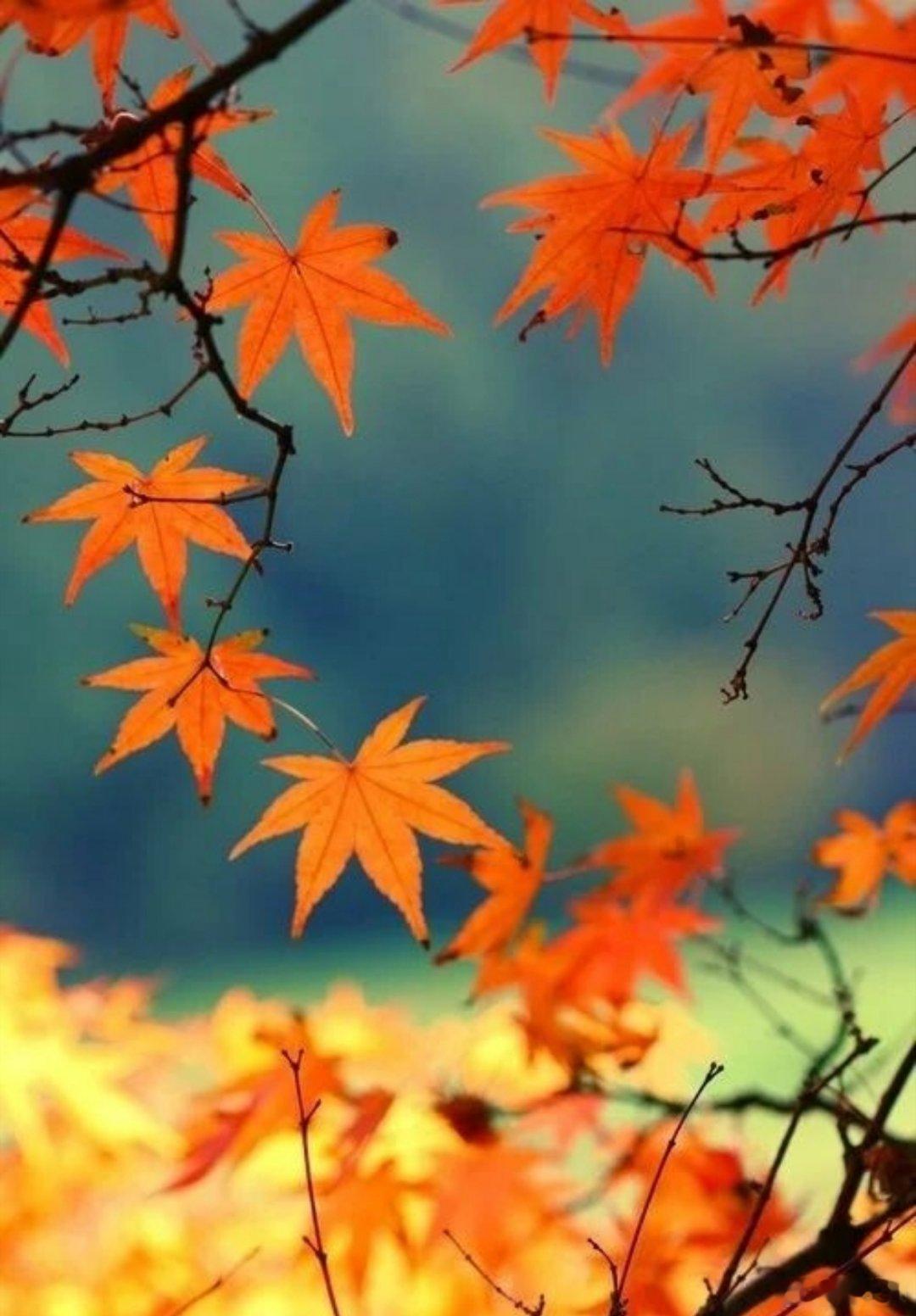 努力不是说说而已，而是行动，坚持行动才有机会。生命不止，奋斗不息。学习不止，做好