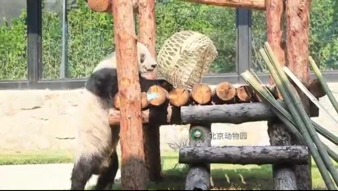 #丫丫解锁新玩具竹笼##科普小知识# 上幼儿园的小朋友都知道每个班都有一个玩具库