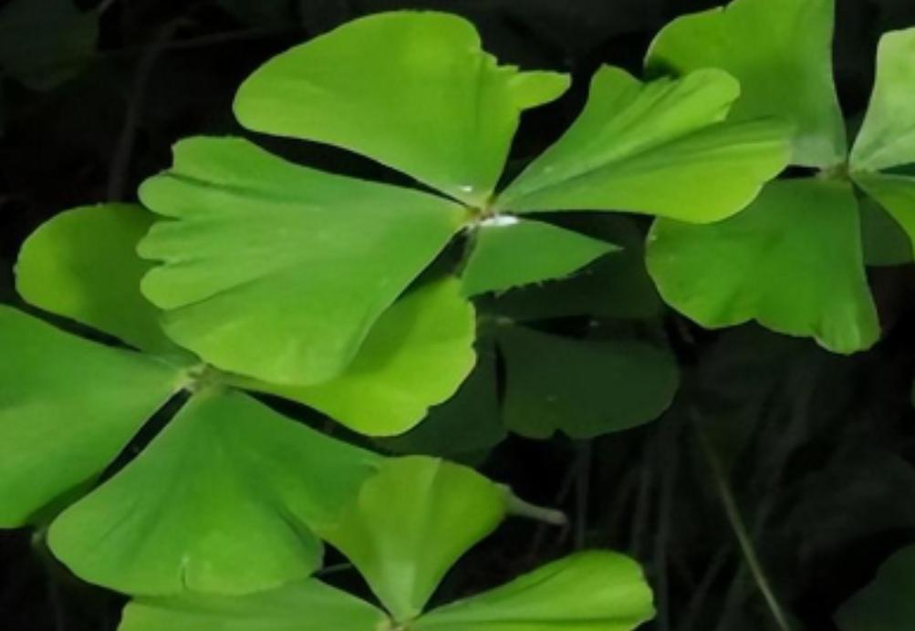 1861年，一支英国探险队在澳大利亚探险时，发现了一种神奇的食物：吃了后饱腹感很