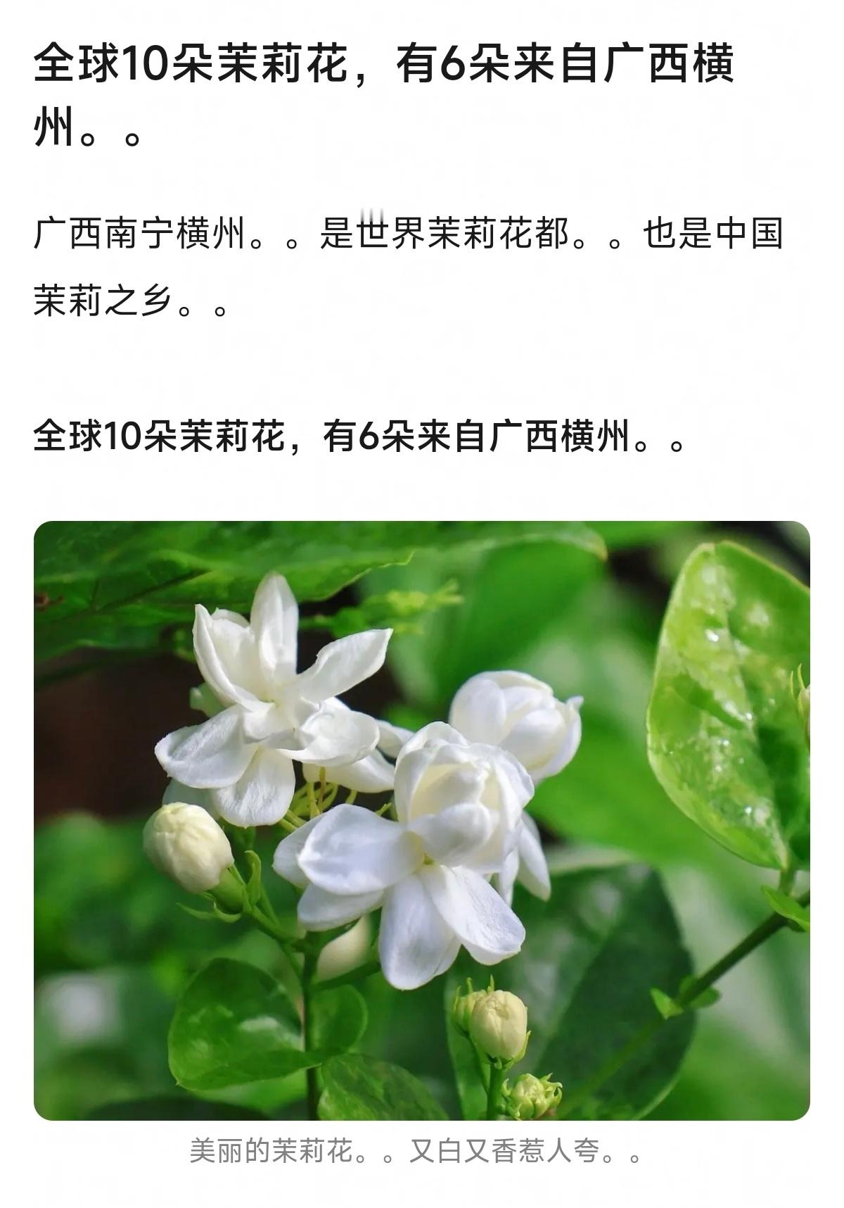 原来这次受灾的横州是世界茉莉花之都，世界上60%的茉莉花都来自横州。希望花田能够