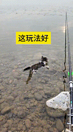 看到这个视频真有意思，钓友钓了半晌没钓着鱼，就把小猫拴鱼线搁到浅水里。水不算深，