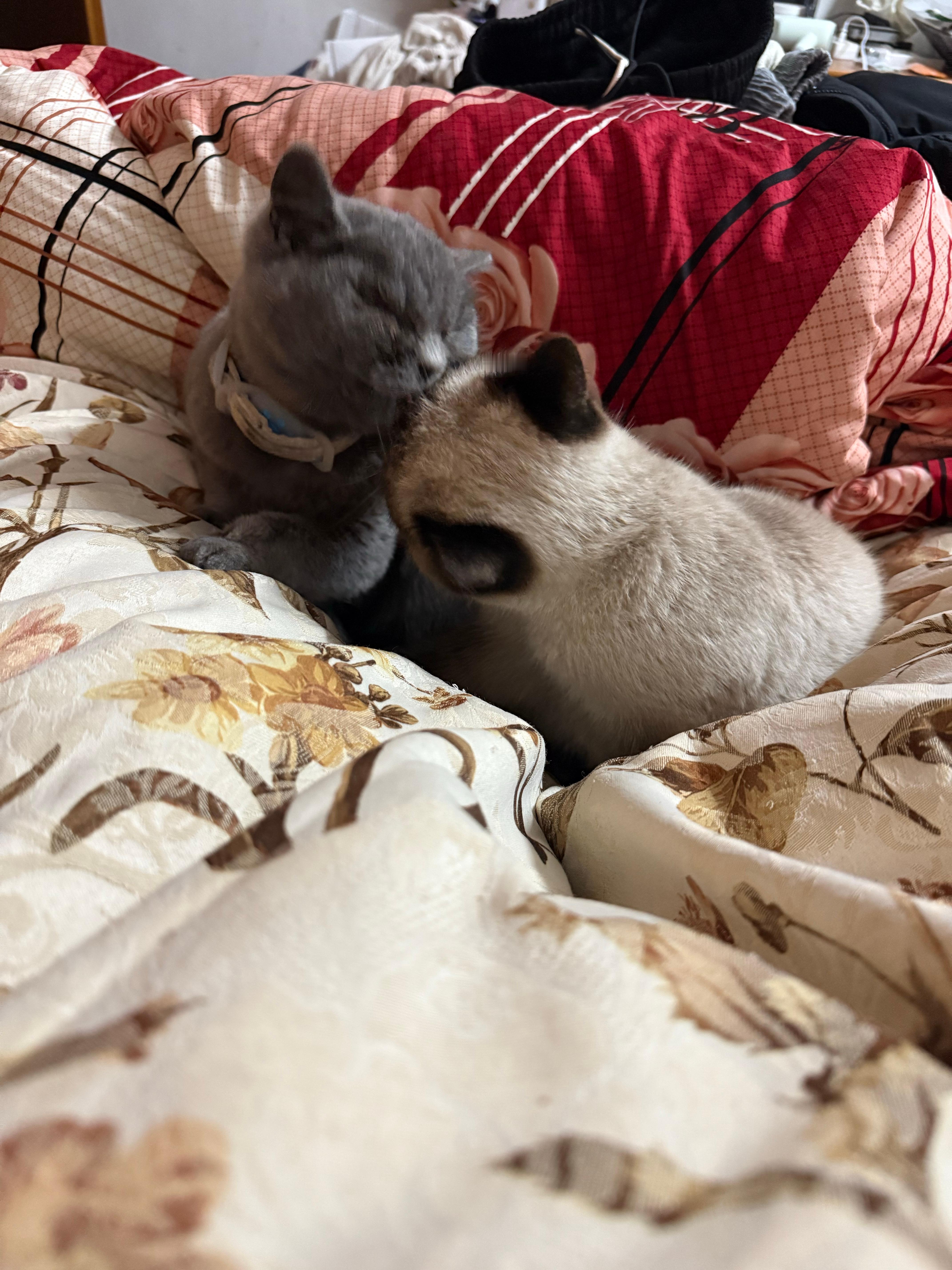 你俩一起过情人节吧 