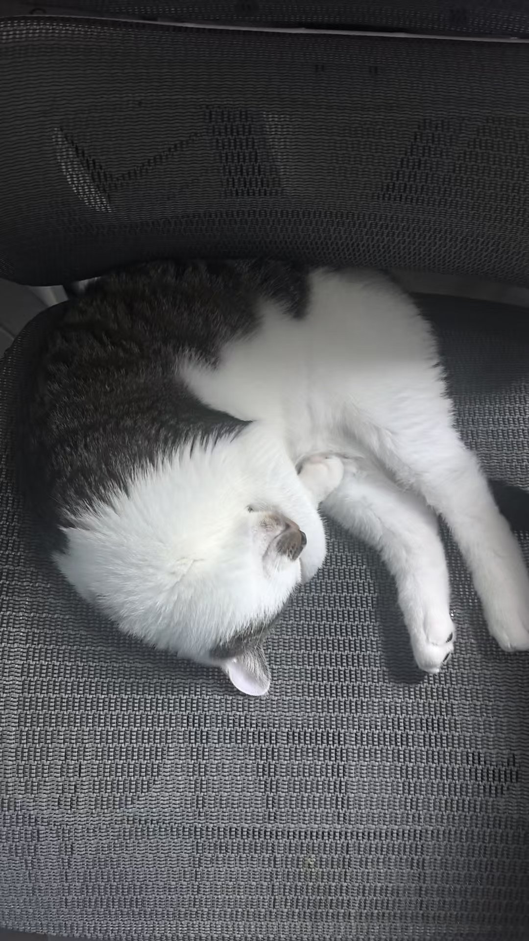 我妈给我拍的卡哇伊乐子猫 
