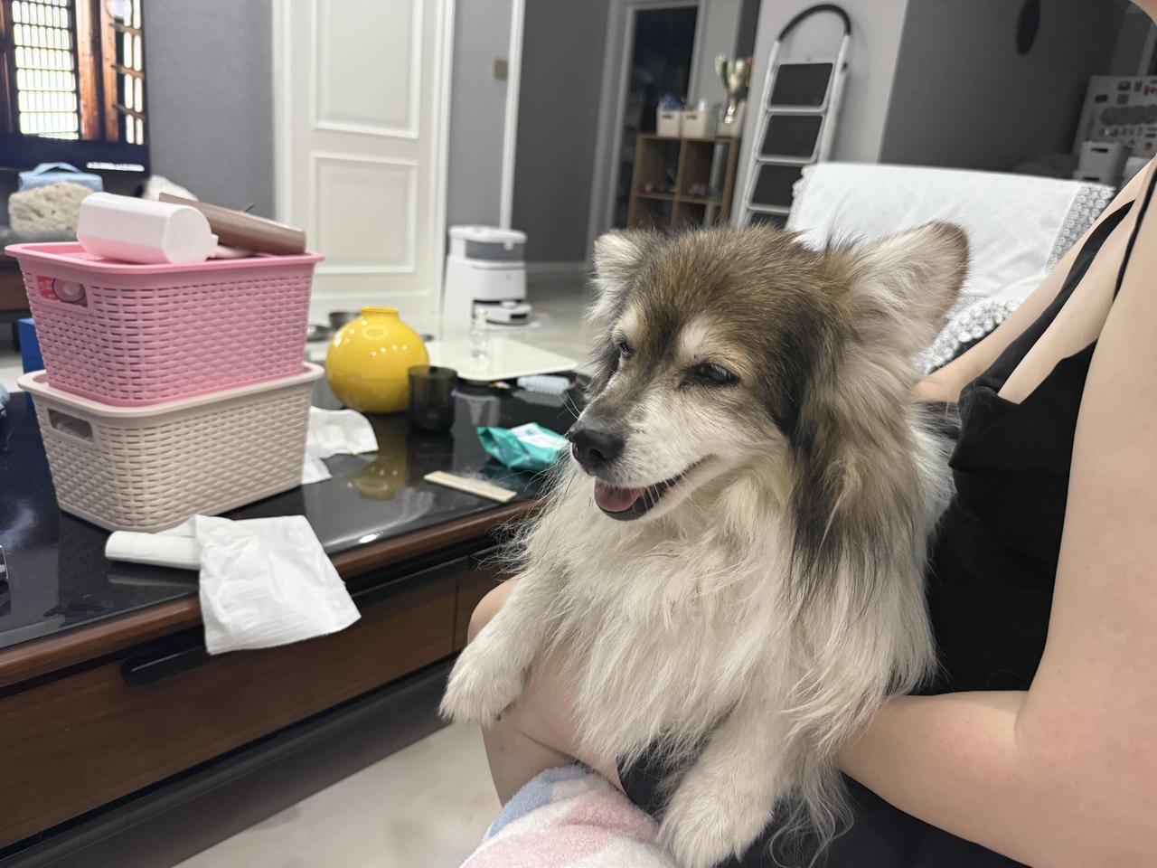 你能分享一张狗或小狗的可爱照片吗哈哈大笑[呲牙]