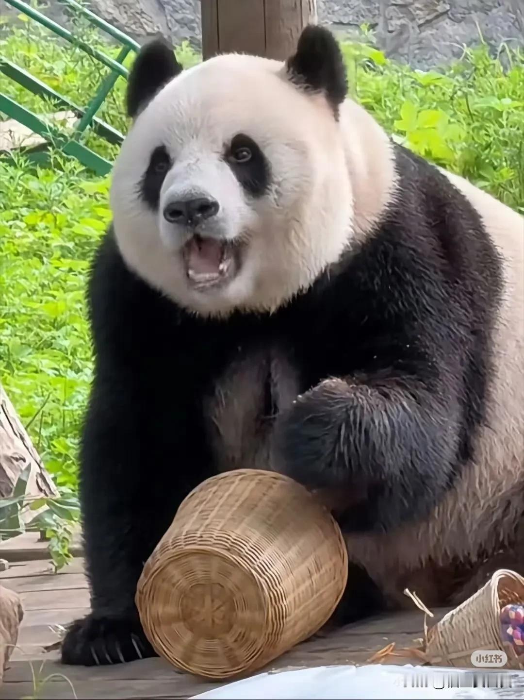 大熊猫徐萌萌女士，萌兰的妈妈
又白又圆，影后萌萌，珠圆玉润

她可不是娇滴滴的女