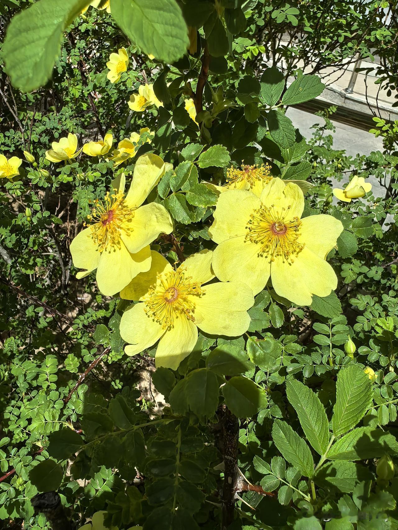 春日生活打卡季风拂过枝头，黄刺玫肆意舒展，金黄花瓣在暖阳里轻轻摇曳，明艳又热烈，