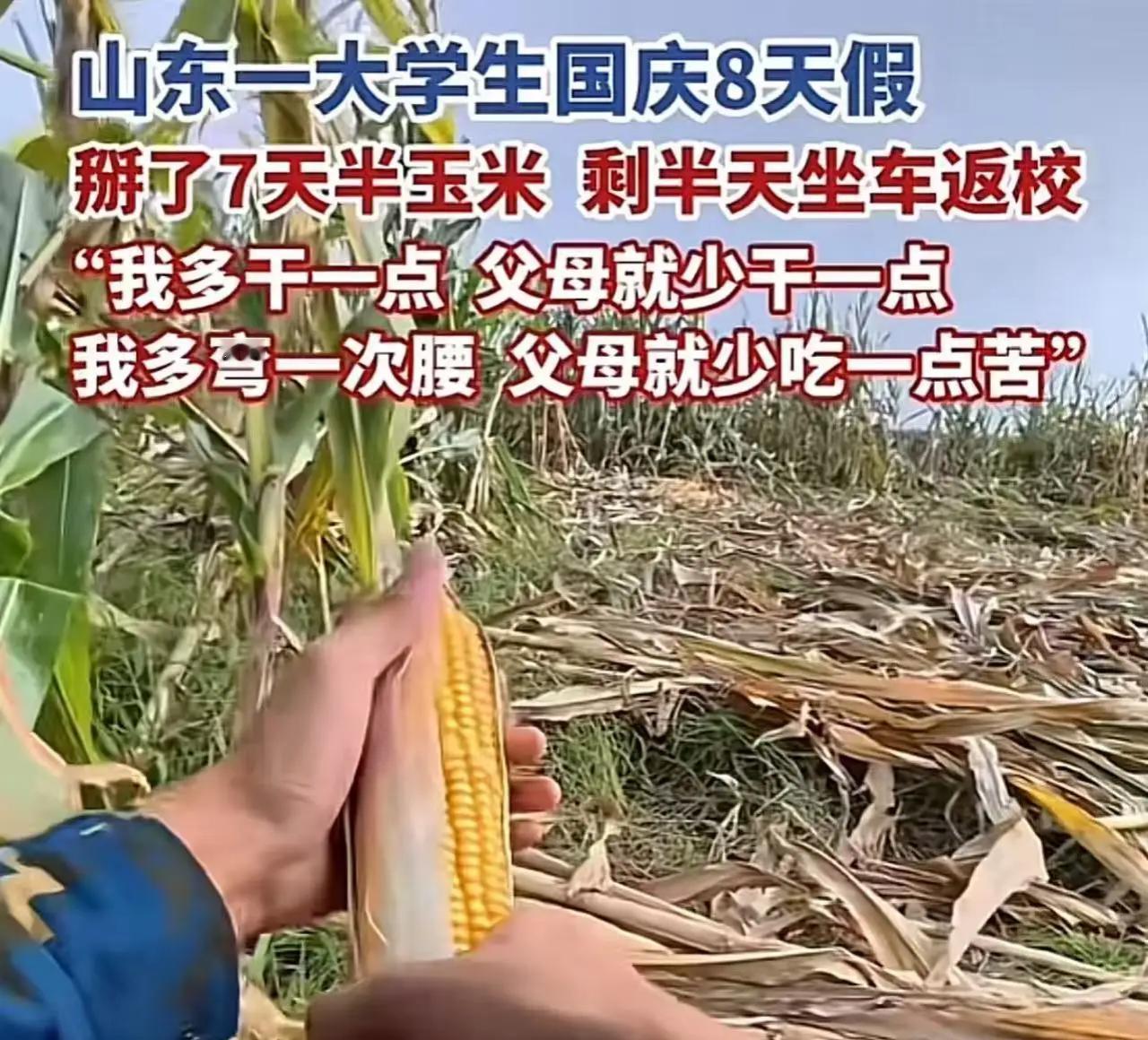 这个山东icon大学生火了！山东，男孩国庆icon8天假，掰了7天半玉米，剩半天
