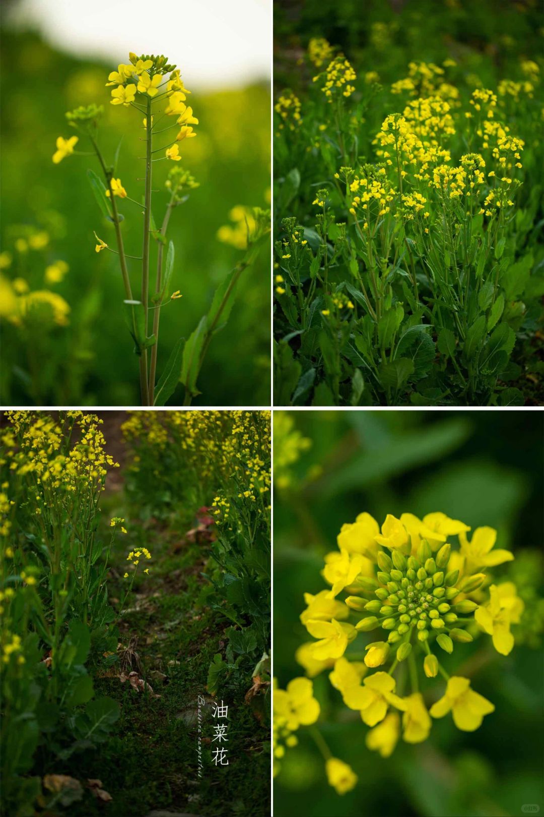 油菜花季节到啦～|看看你拍的油菜花