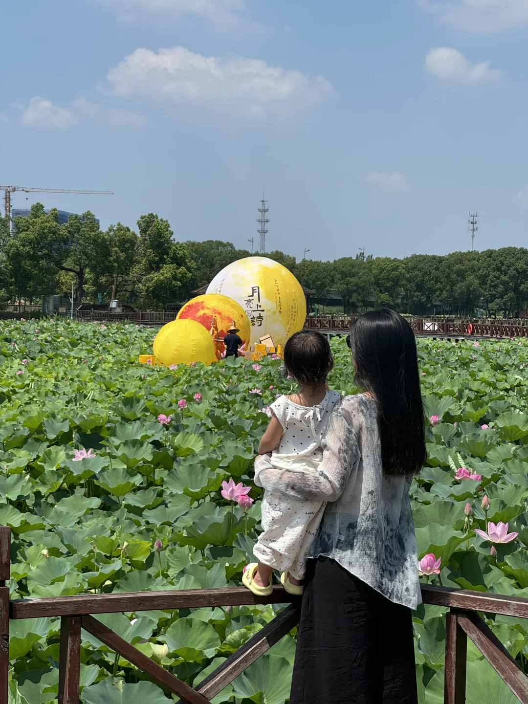7.6live实况|荷塘月色荷花开了