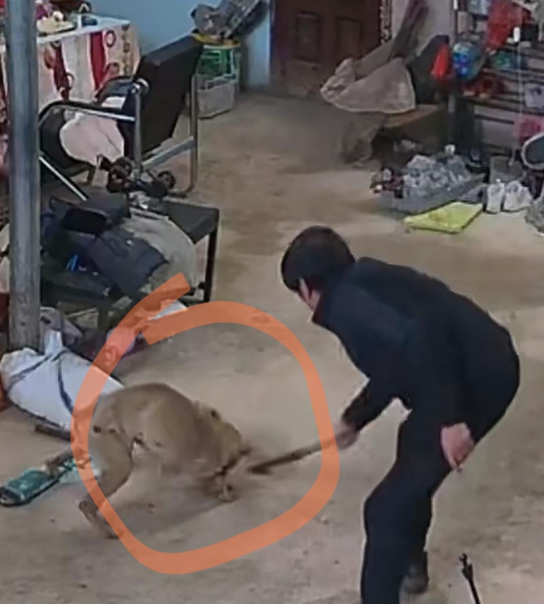 惊险！
疯狗冲进家中咬人，
结果给反杀了，
3月22日，贵州一条疯狗突然闯入村民