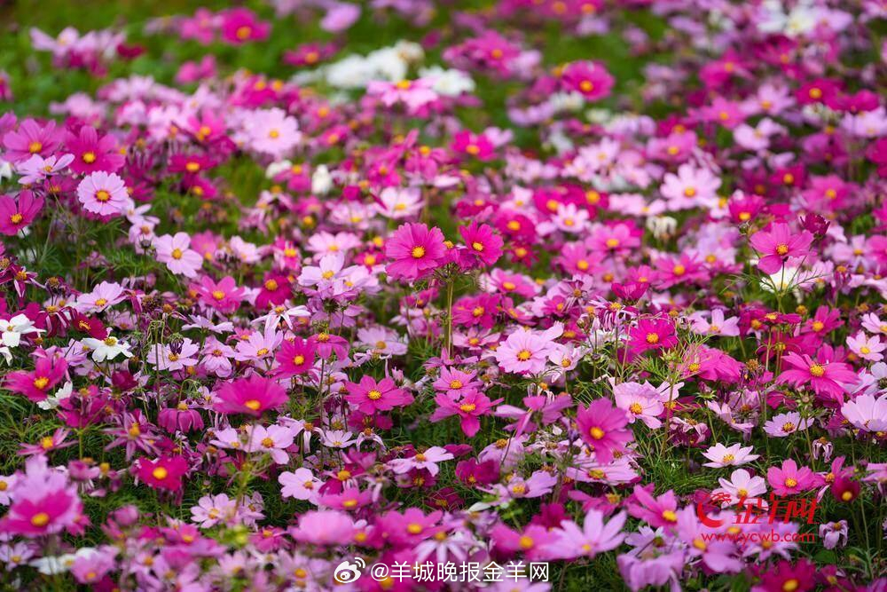 #晚安#如果你有一颗真心，与其深埋在心里，不如大胆一次，即便未能如愿，也能收获成