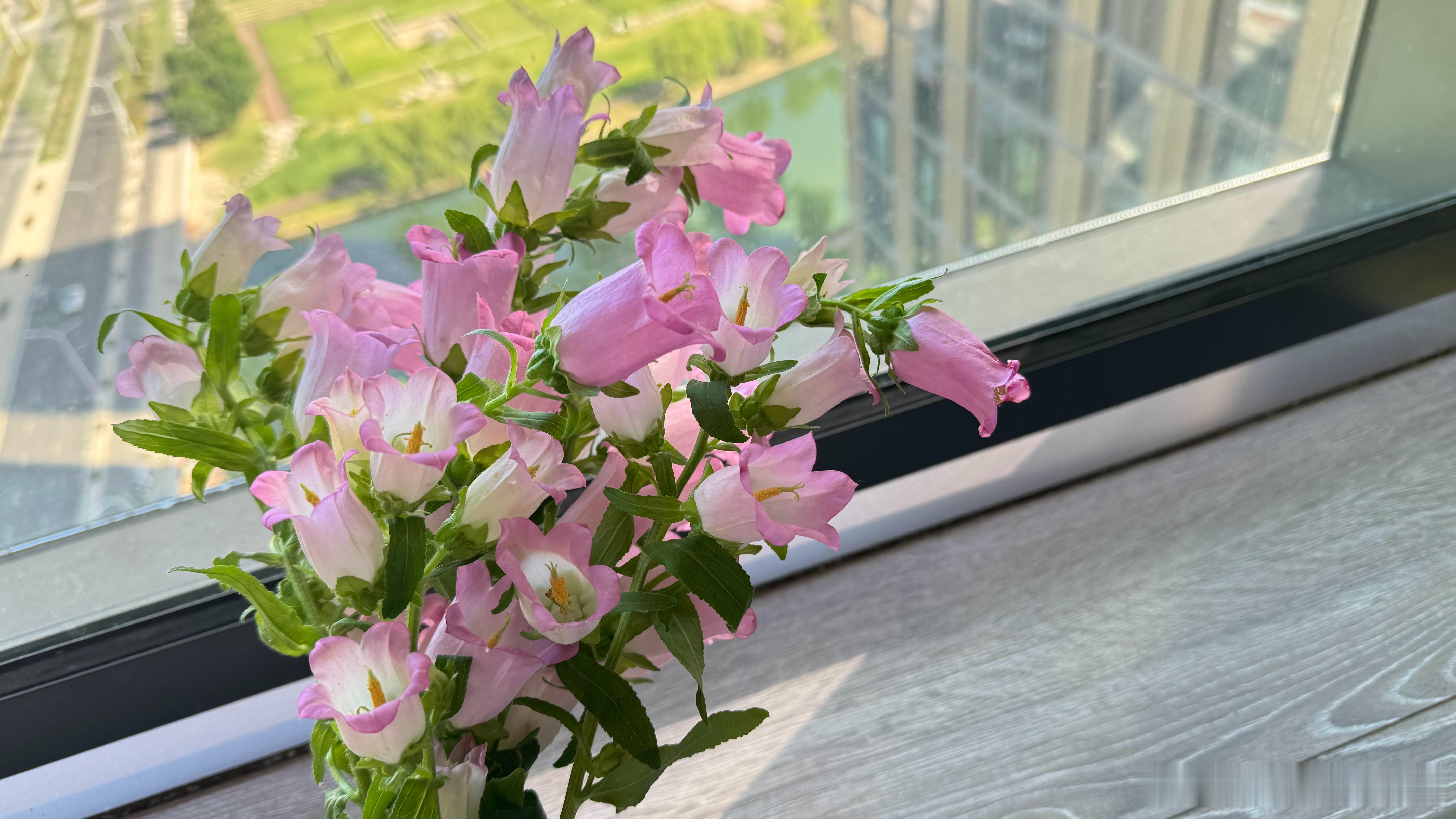 昨天饭后在楼下随手买的花花好美好美 🤔油画一样[给你小心心][给你小心心][给