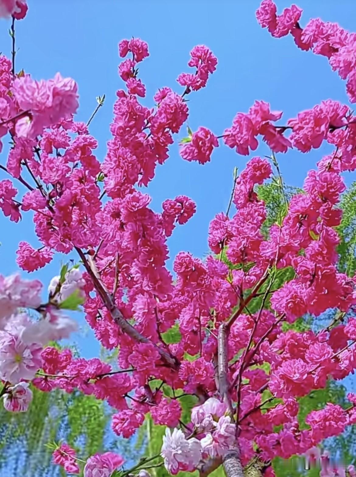 上联：秋水悠悠醉日月
  下联：春花绰绰欢山丘
