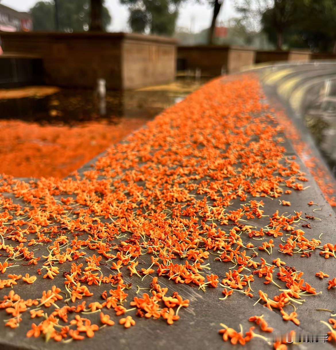 秋风又起，更多桂花飘落，在我们发间、肩头停留。它们细小如尘，却承载着整个秋天的深