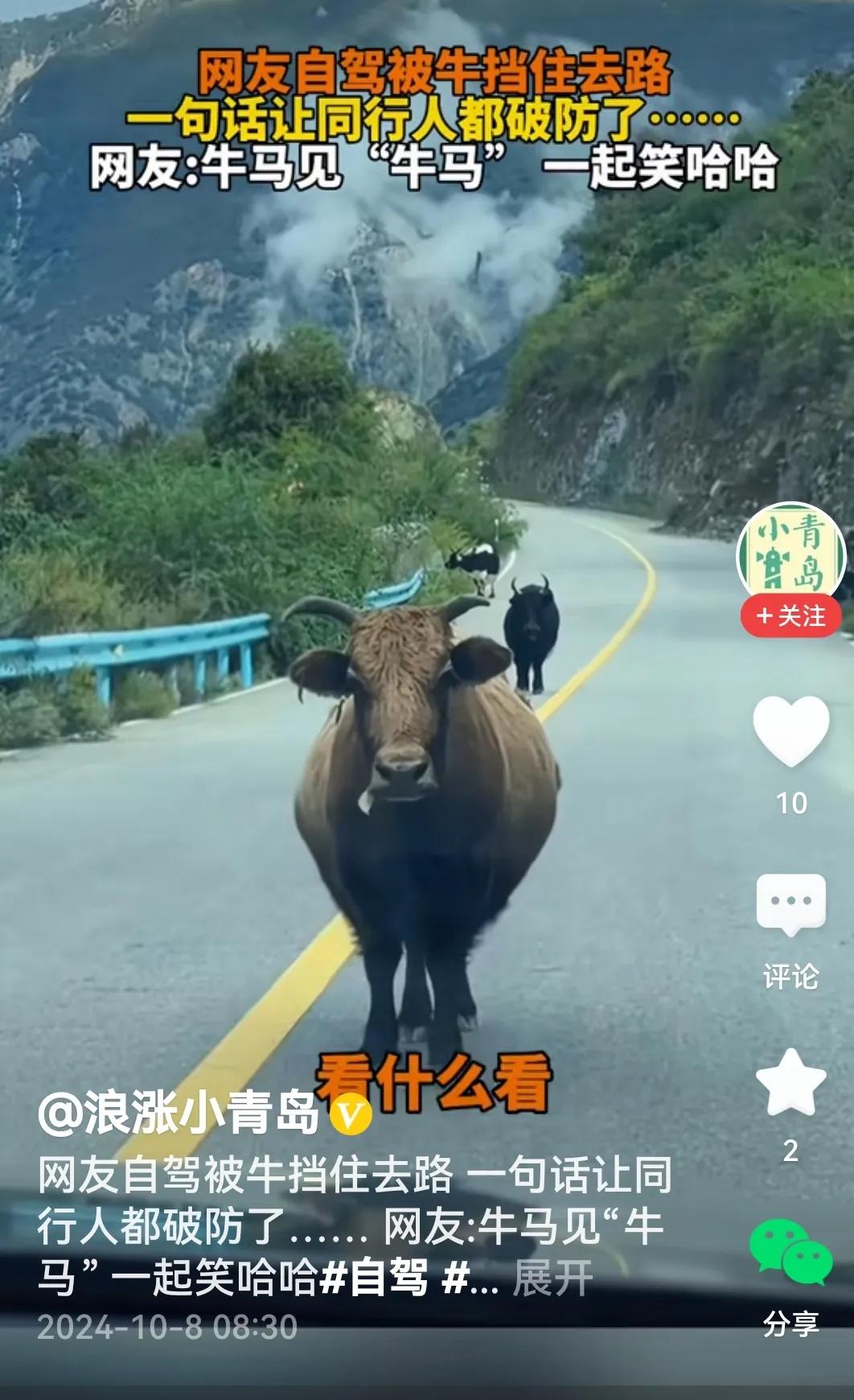 #网友自驾被牛挡路 一句话让人破防#
风马牛也相及。

话说几个小姐妹自驾游，走