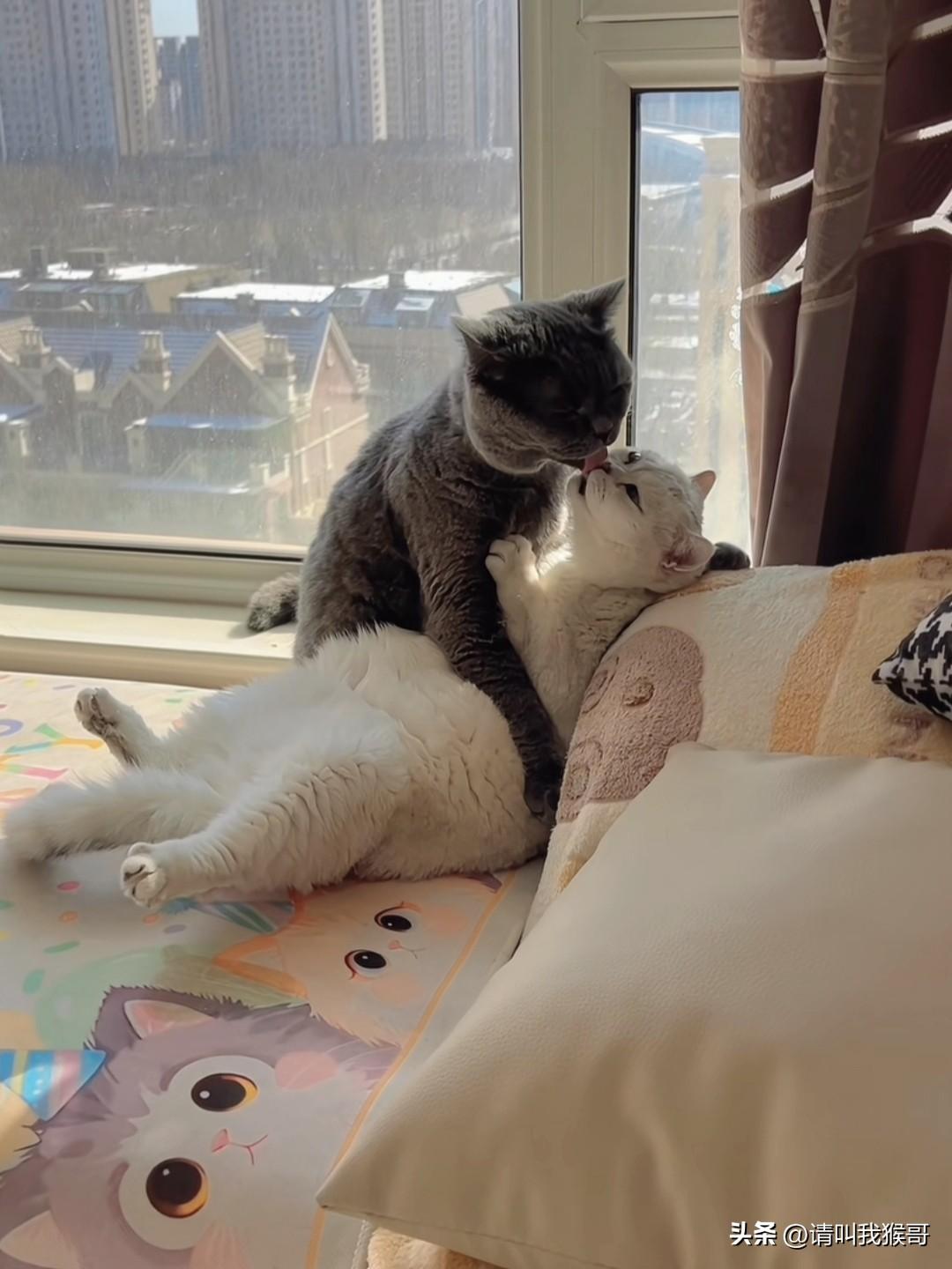 现在连宠物都知道秀恩爱了……