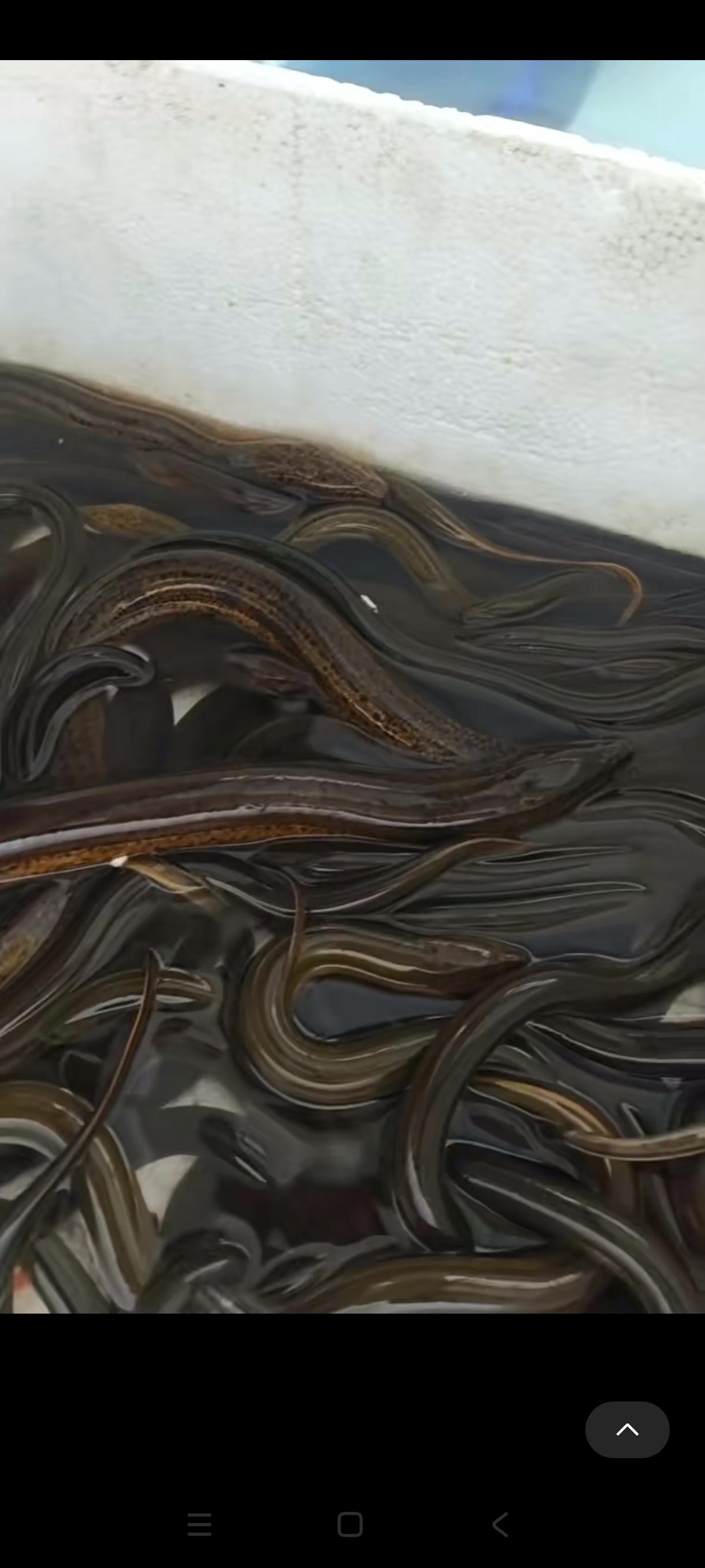 野生黄鳝，肉质鲜美来自臭泥沟