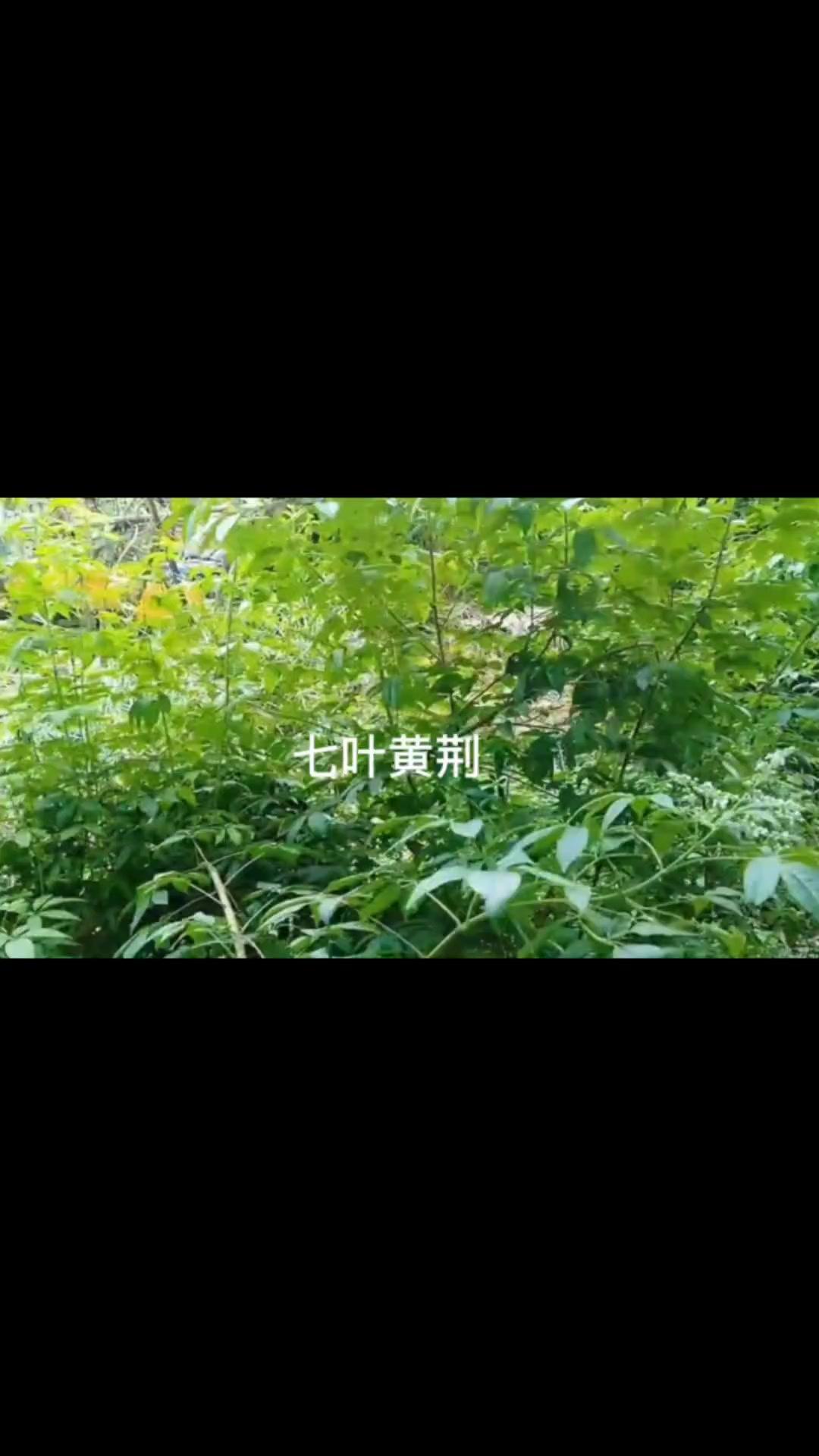 七叶黄荆你见过吗？🌿七叶黄荆你听说过吗？今天有幸遇见一棵，让我来给大家讲讲。