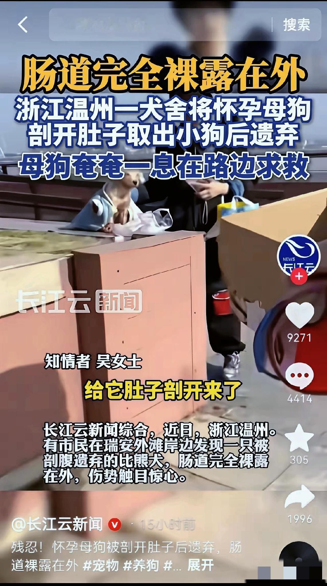 1月27日，浙江温州瑞安外滩，一只比熊繁殖犬因难产被犬舍老板无麻活剖取崽后，未做
