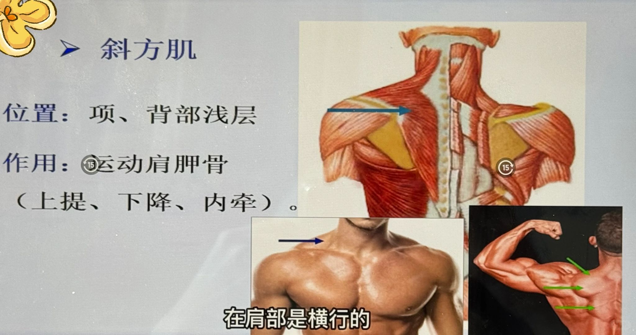 背部的三大块肌肉，按摩要顺着肌肉纤维走向
