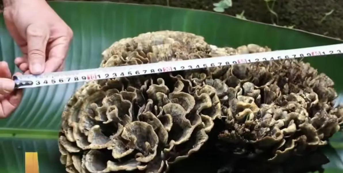 干巴菌是什么菌？区区4公斤就引起轰动了？

干巴菌是云南一种极其珍贵、价格不菲的