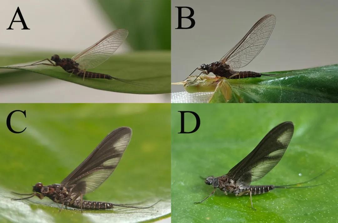 大理苍山发现两个新物种。
大理苍山又出大新闻了，科研人员竟然发现了两个全新的蜉蝣