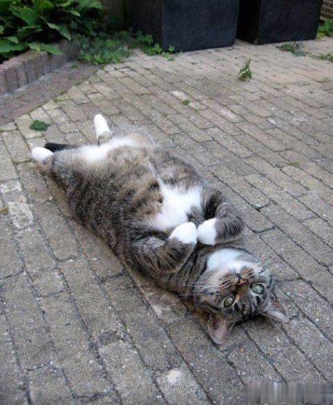 快起床🐱~不要睁着眼不动，[大笑]你要知道你的命是老板给的！
#猫咪# #萌宠