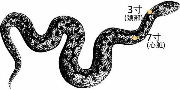 俗话说“打蛇打七寸”，那为什么打蛇要打七寸？蛇的七寸到底有什么？

蛇的七寸是在
