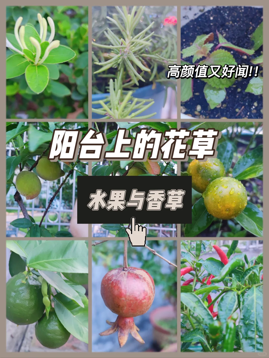 夏至，最长的日，露台上的水果与香菜🌿