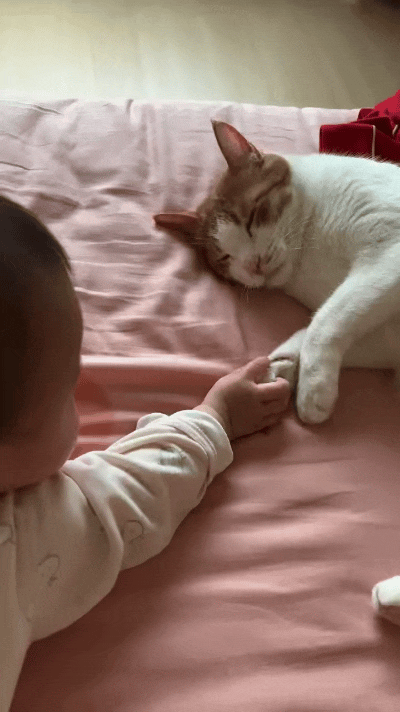 俺家这猫也太气人了吧，对待孩子和孩子他妈，态度差得能隔个十万八千里！
 
你看啊