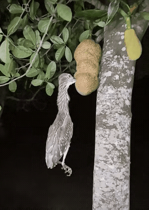 鸟大叔：嘴巴长的尖长也不见得是一件好事……