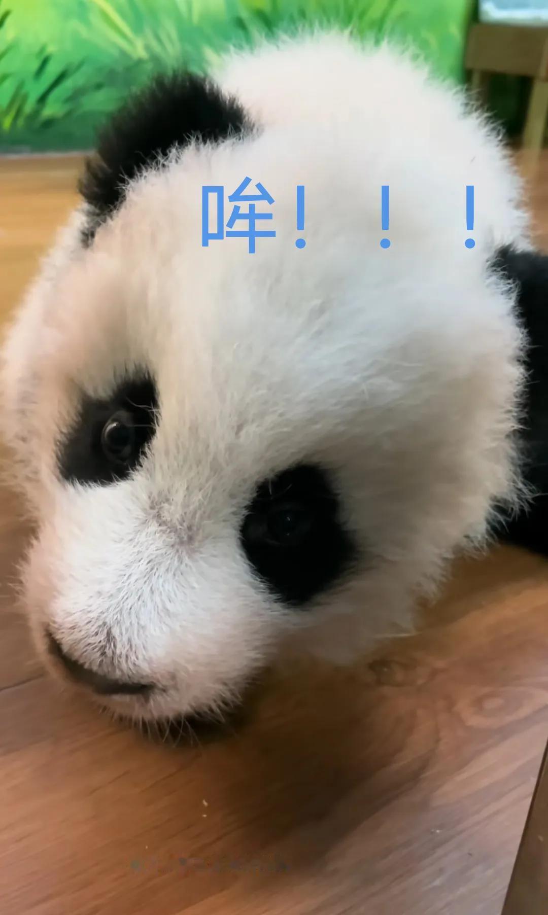 妹猪一声“哞”，熊设也崩塌了！[大笑][大笑]
本以为大熊猫幼崽妹猪是个小甜甜，