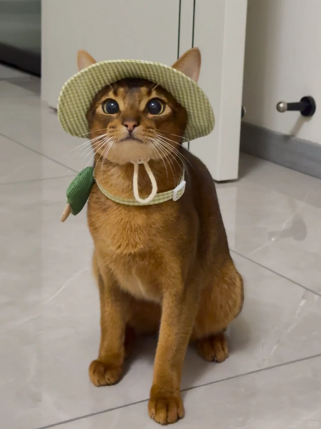 我看这埃及佬也是风韵犹存