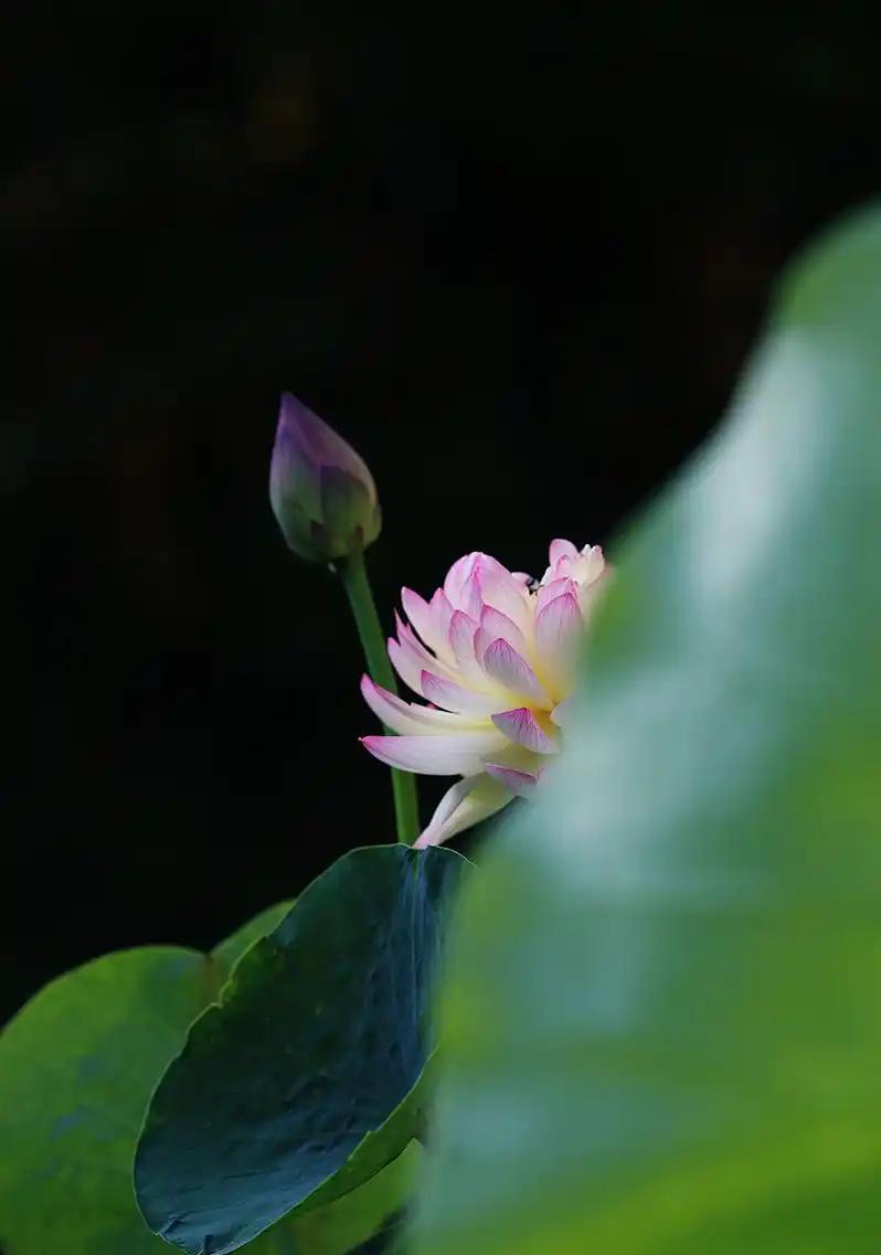 荷花娇艳送清香，
此刻已忘夏日长。
心静如水生凉意，
四季都是好时光。
心浮气躁