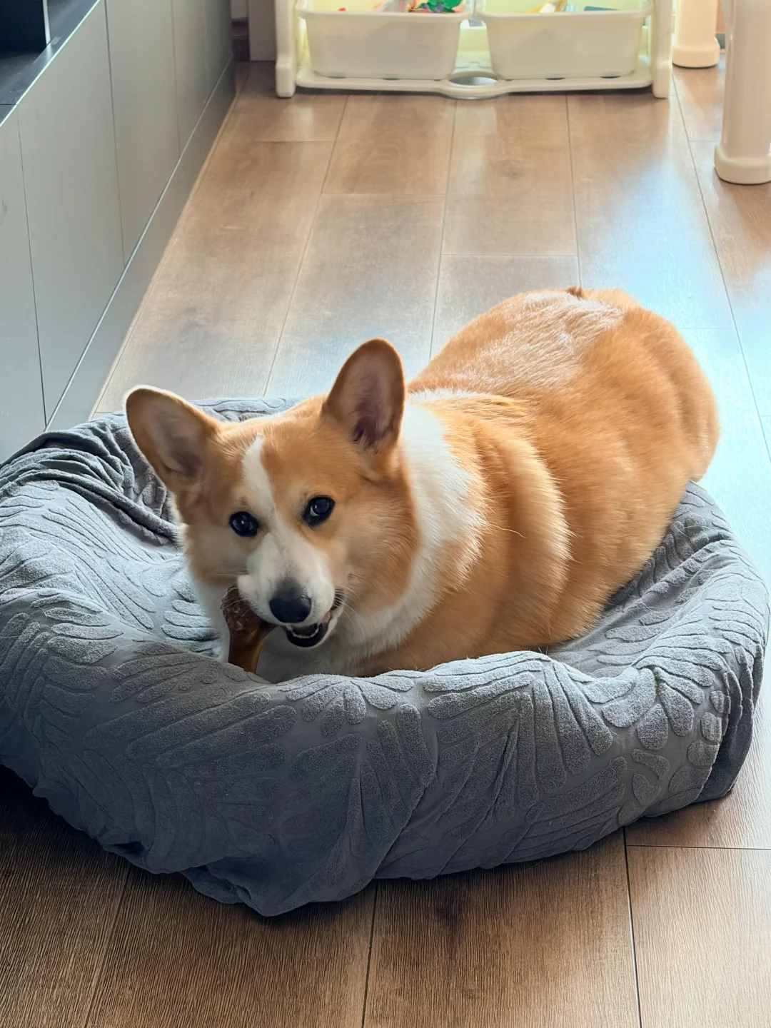 看脸谁能想到它有45斤