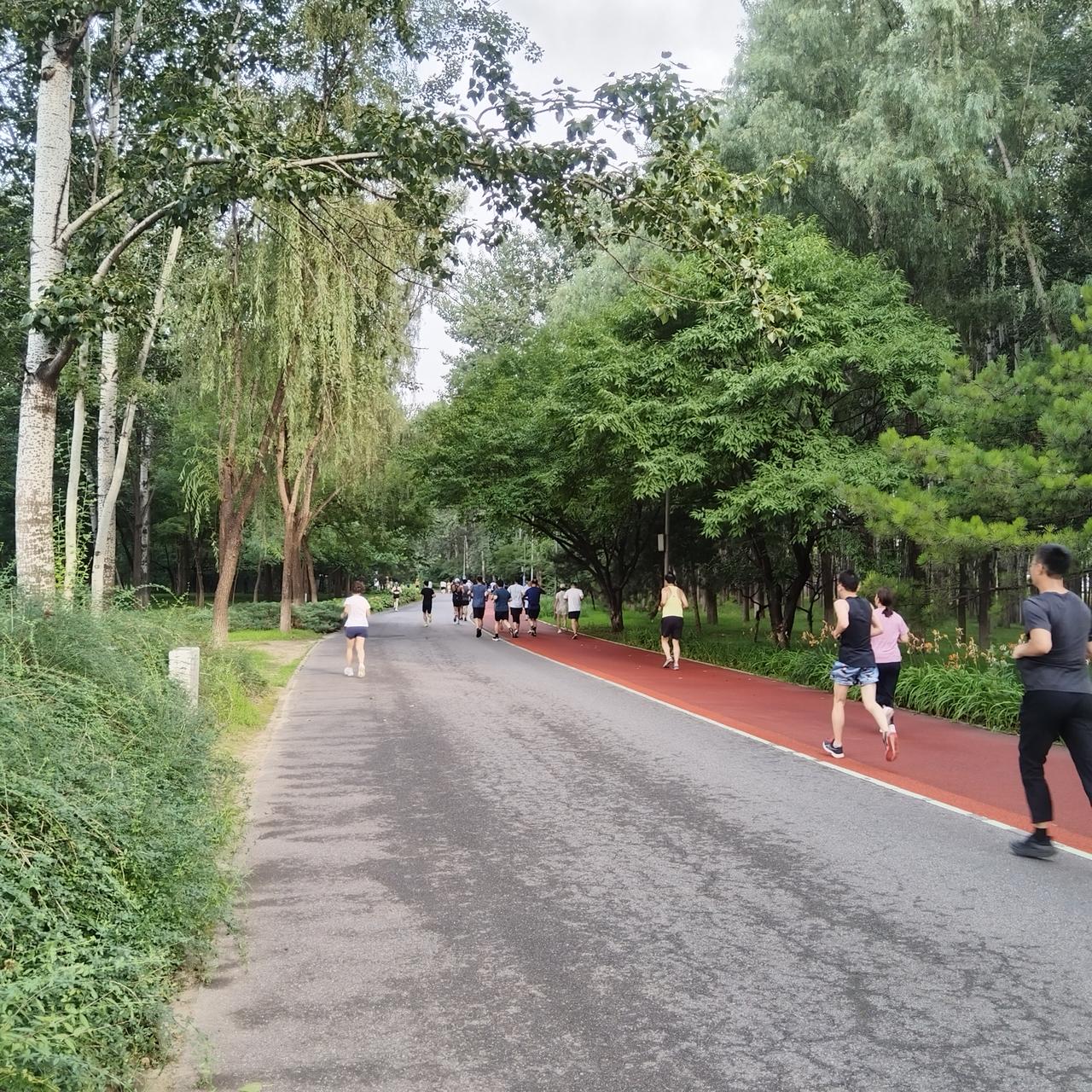早晨奥森跑步的人很多。还有助盲者陪伴盲人跑步，为这些人点赞👍