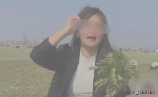 河南安阳，种植户米先生的258亩菜地被一个本地网红拍了视频，说“几百亩荠菜人家不