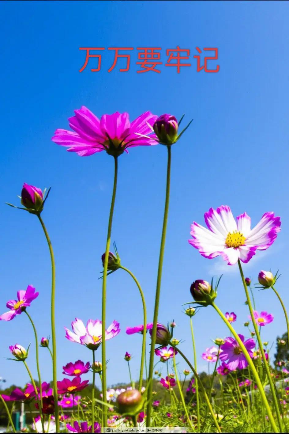 据悉，乌克兰正在研制脏弹，打算攻击俄罗斯大城市。乌克兰在失去美国支持后，正面临生