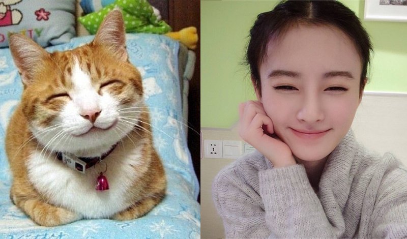 猫塑全体起立（自担支持版） 