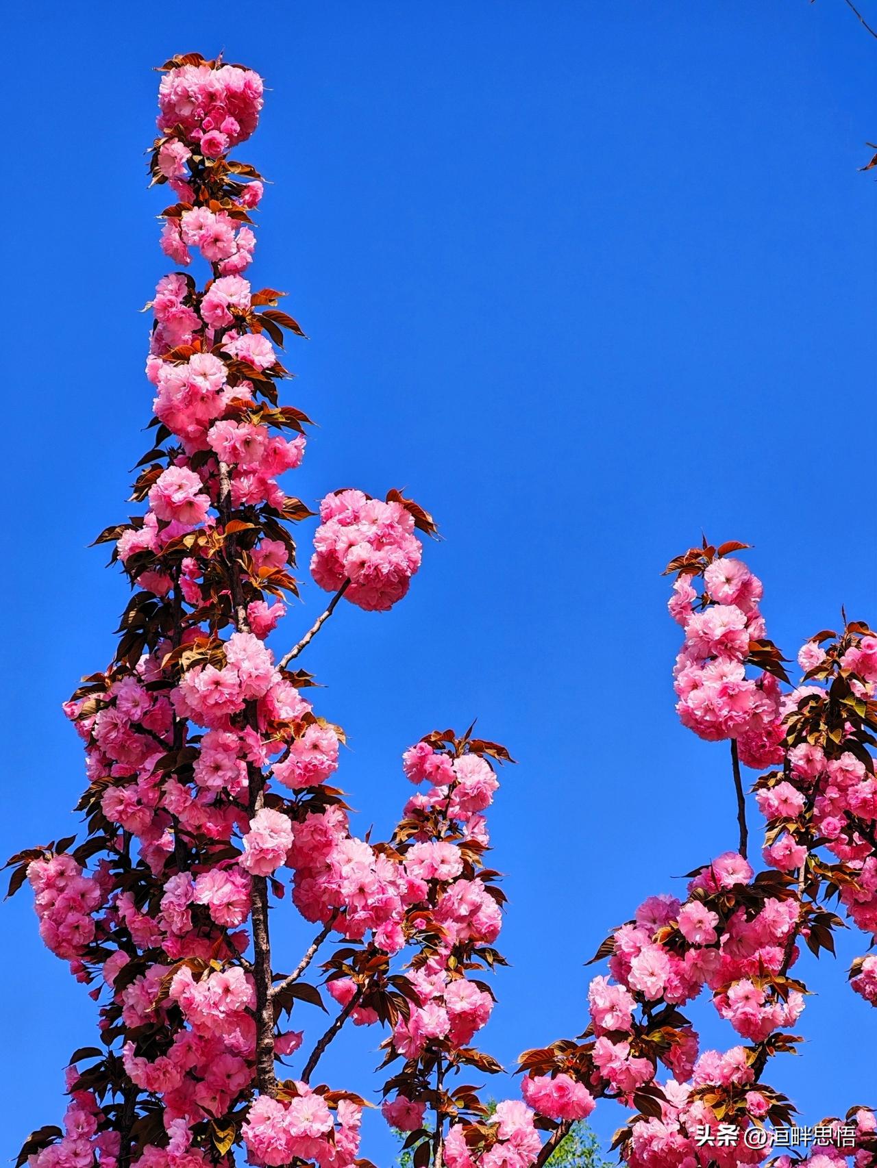 春日花枝满，芳菲映碧空。