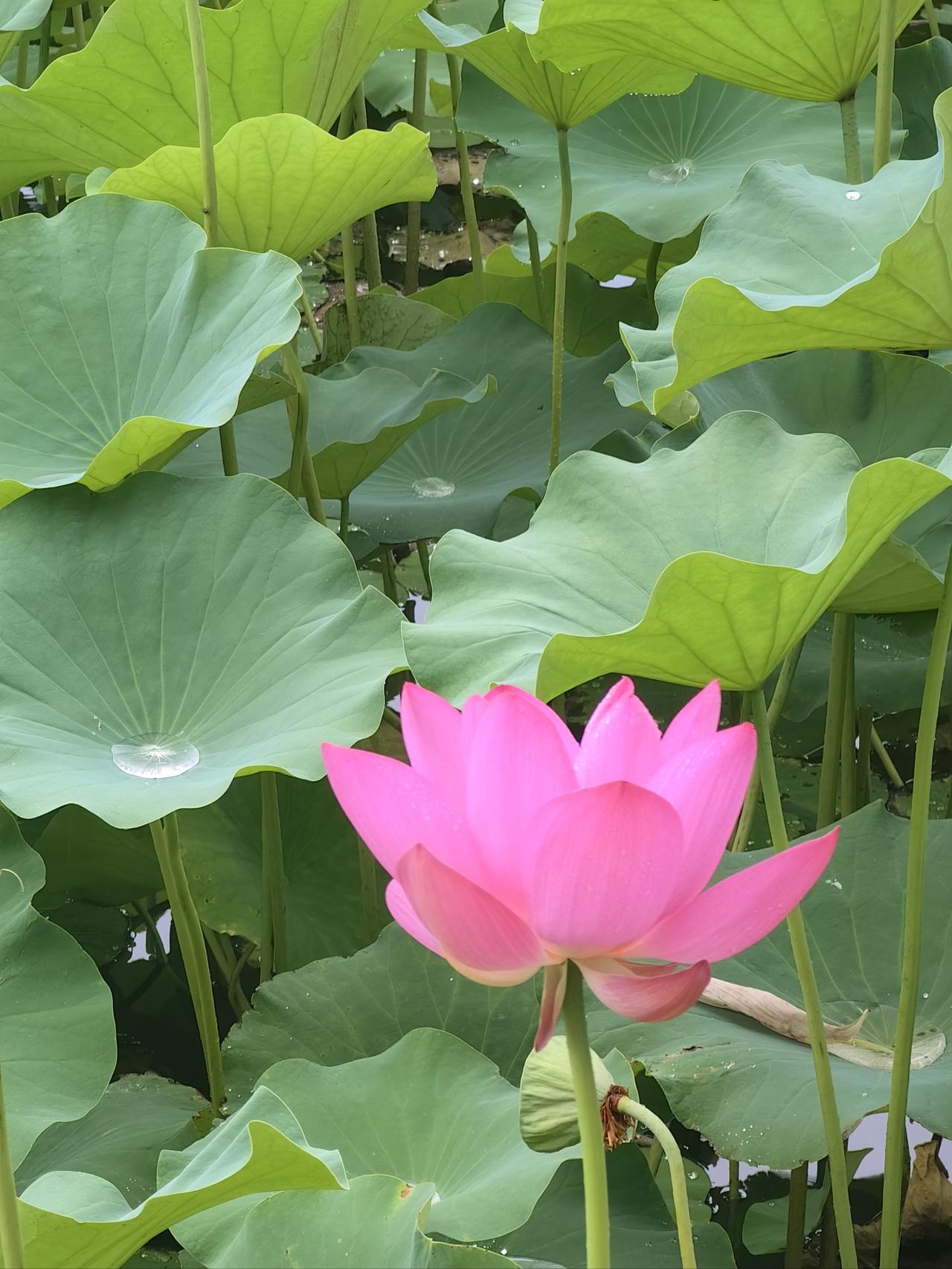 晚上已经盖上小薄被了，这是进入秋天的节奏了吗？毕竟已经立秋，希望一天比一天凉快。