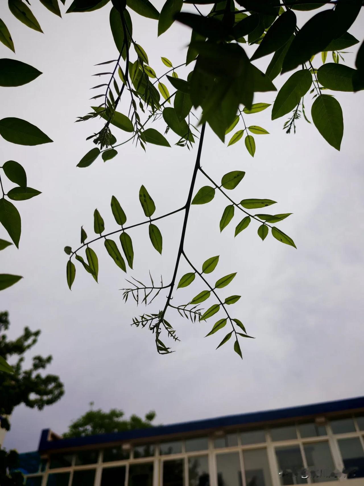 守护绿色，就是守护家园