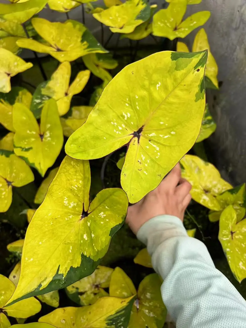 泰彩—大黄蜂预售直接下单