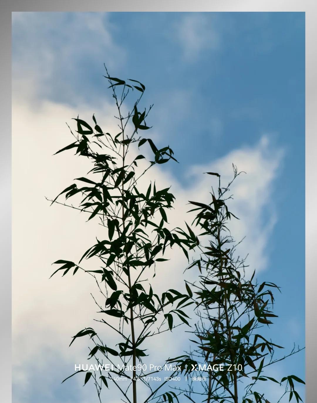 那是天意，是竹影成林
华为Mate90