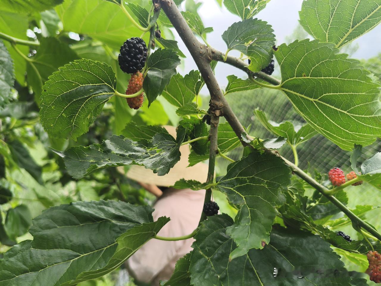 湖北应城，这几天正是应城桑椹成熟的季节，市场上也有卖桑椹的，但是不是很多，感觉品