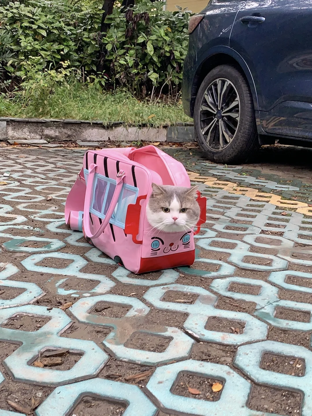 占车位神器！靠小猫占到了车位！