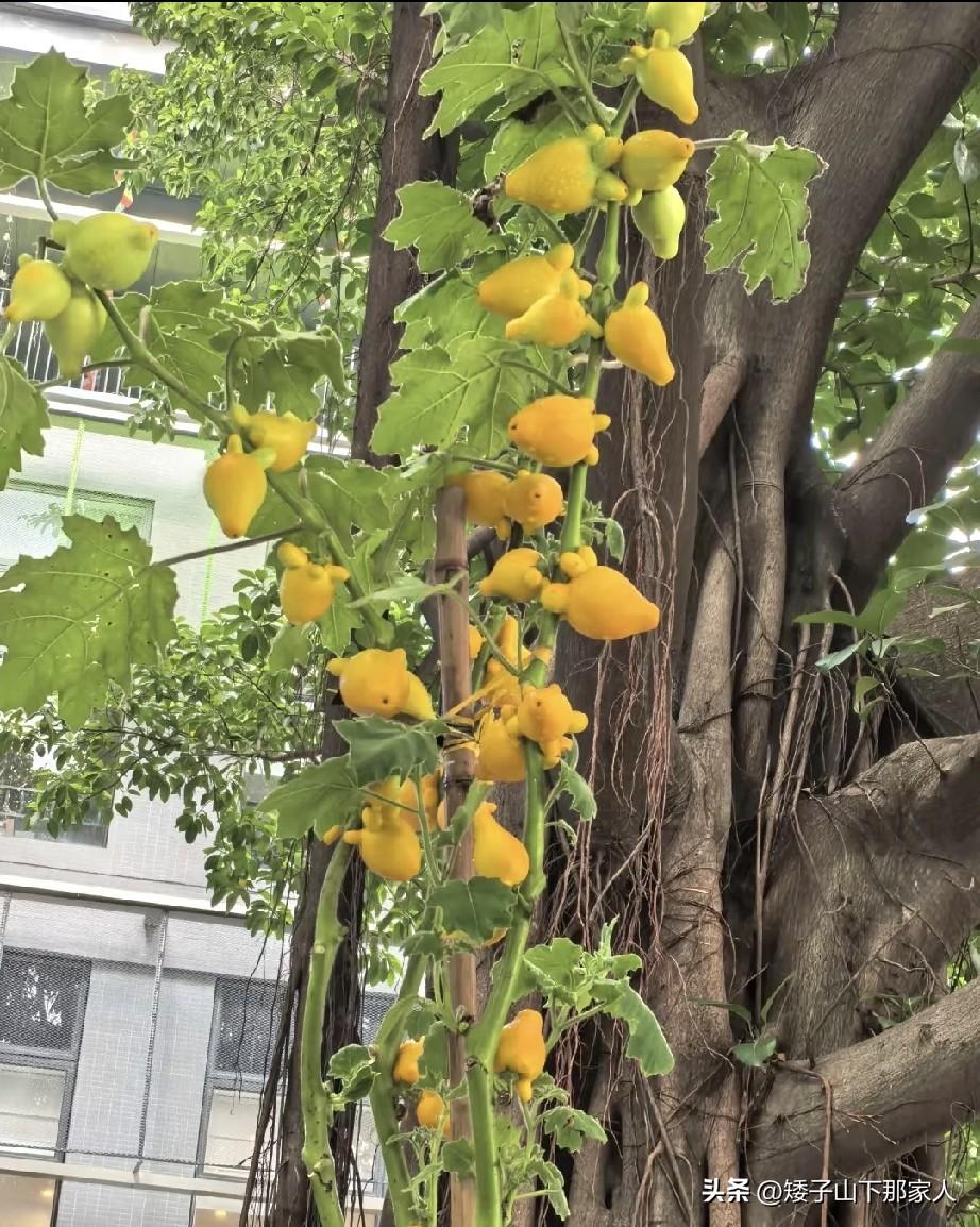 奇特的果