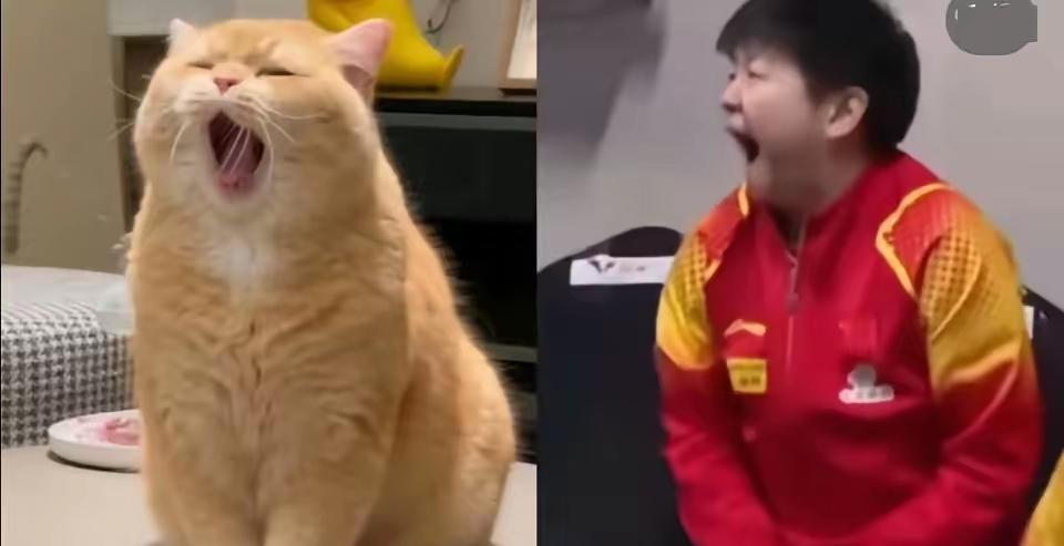 莎莎喜提新昵称“灵动猫咪”。
小猫灵动又可爱，
玩耍捕猎时自有章法，
不急着一下