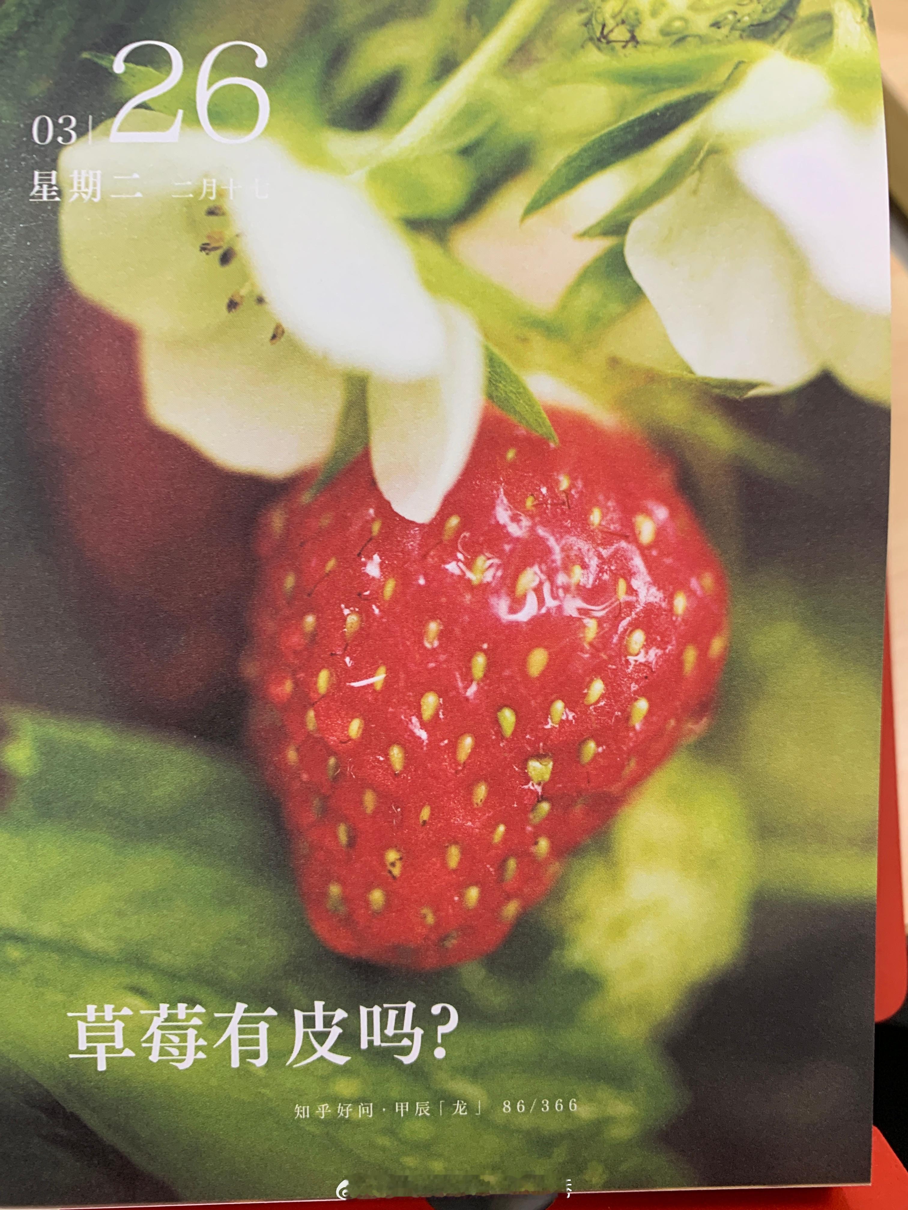 早安朋友们～草莓有皮嘛～ ​​​